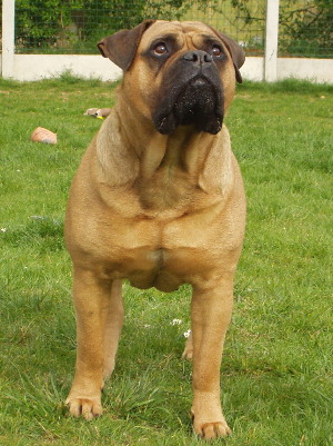 CH. Pin up du grand Molosse