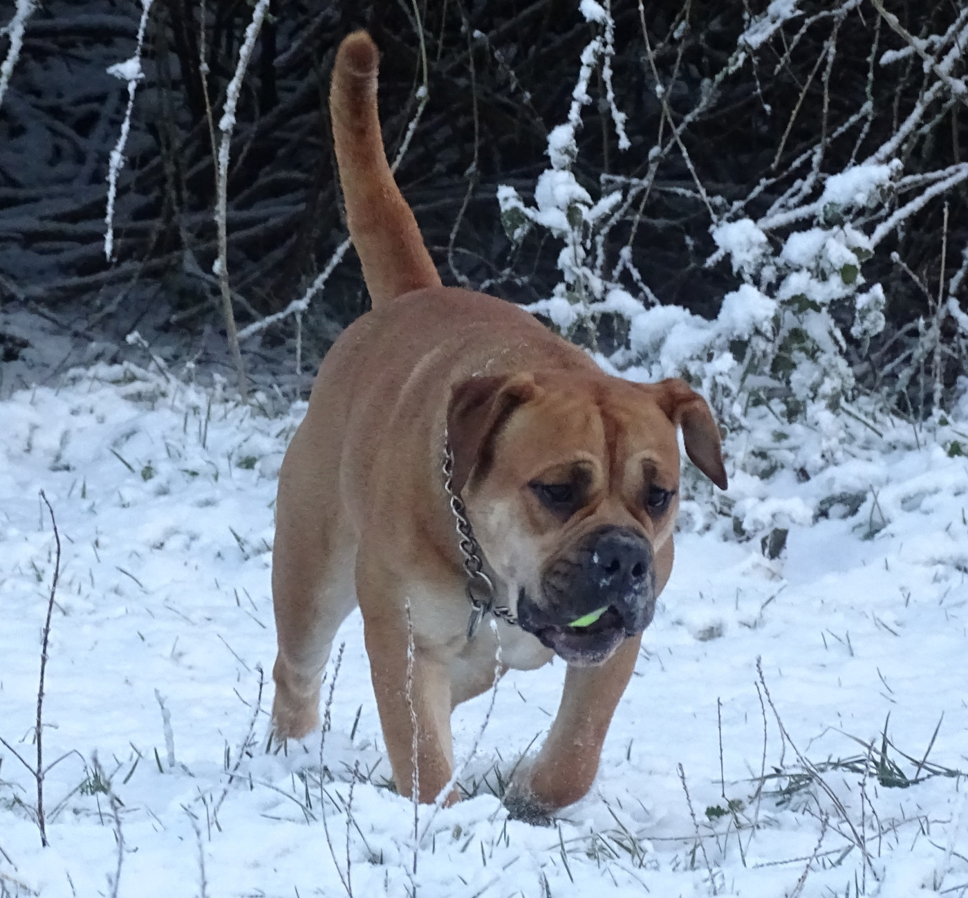 Venus de Peyriac de Mer