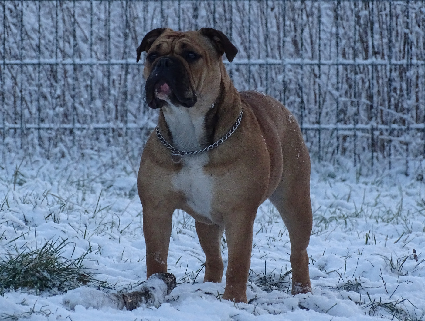 Alabama Des Conti's Ador