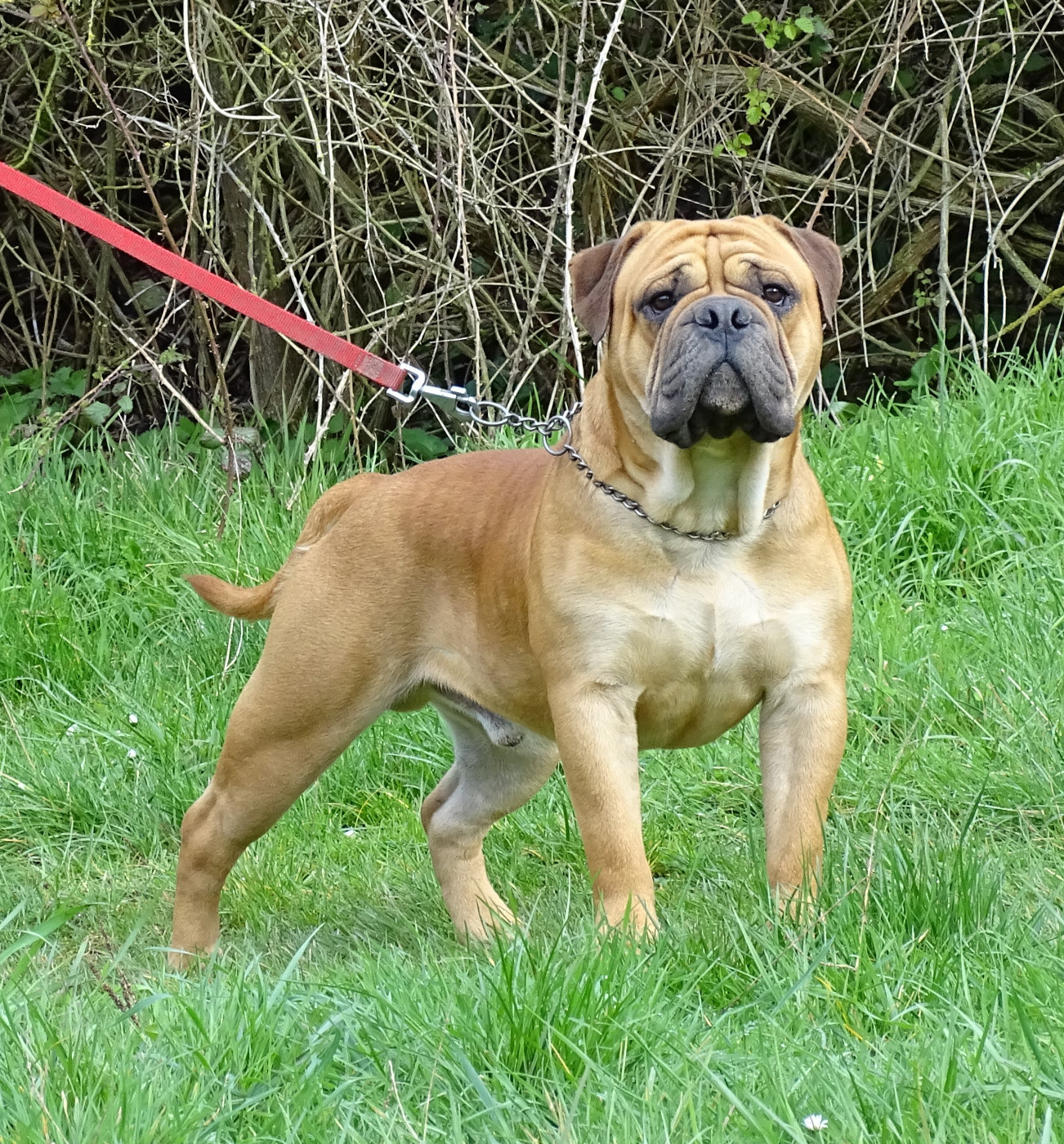 Viking de Peyriac de Mer