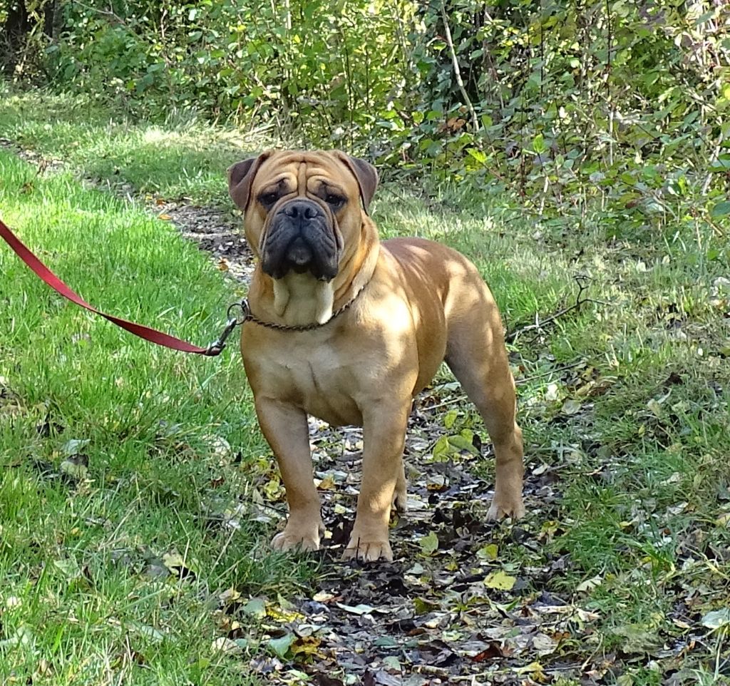 Viking de Peyriac de Mer