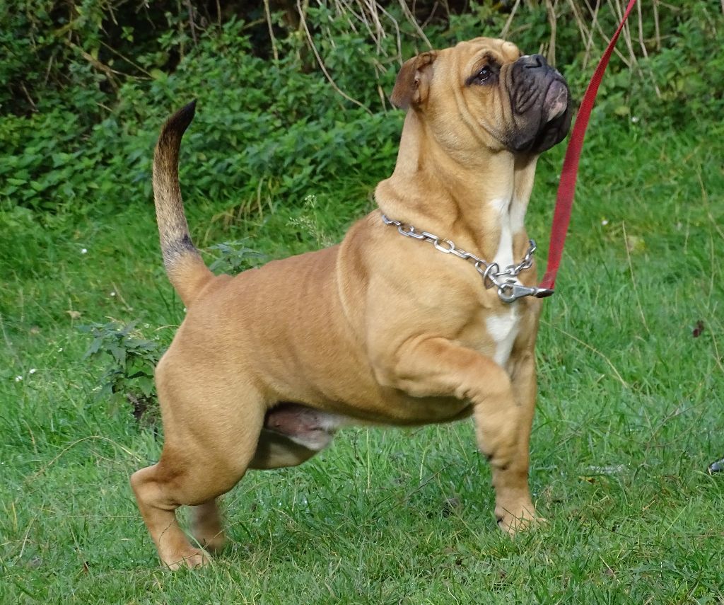 Apollo Des Conti's Ador