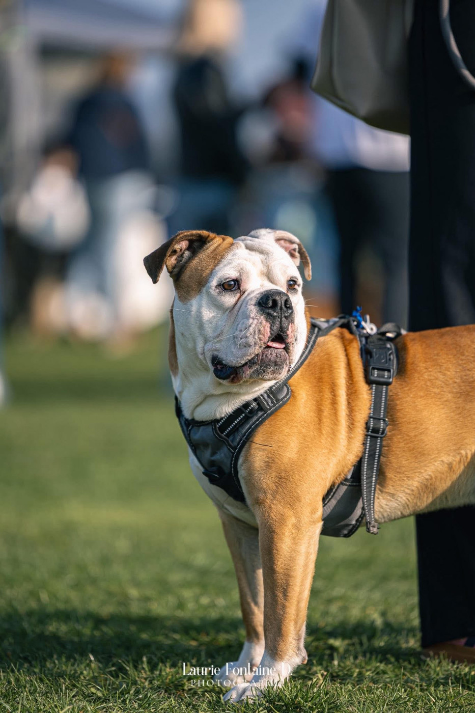 Arthur du Mont de l'Aigle