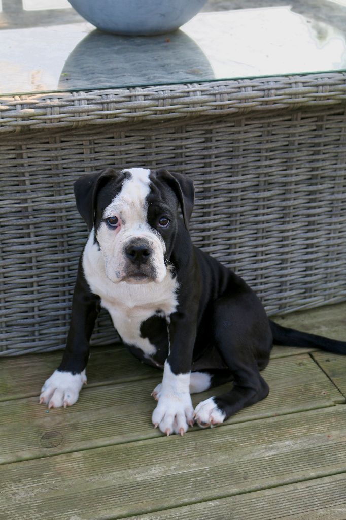 Chiot à l'adoption