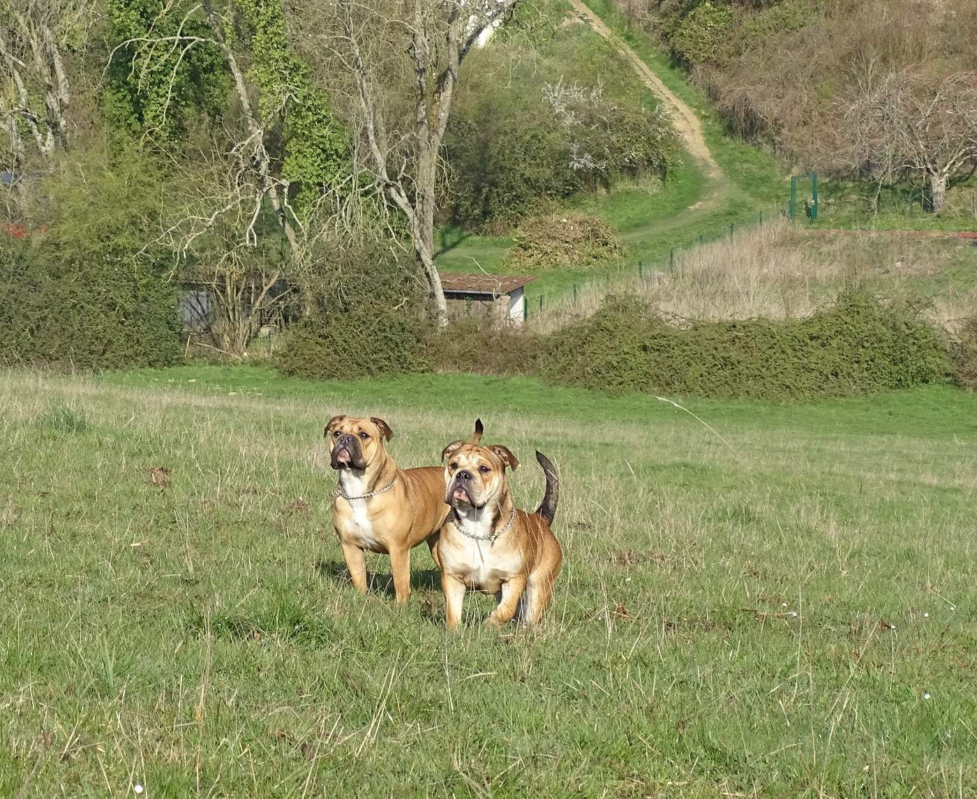 Balade en forêt avec Sweety et Clochette