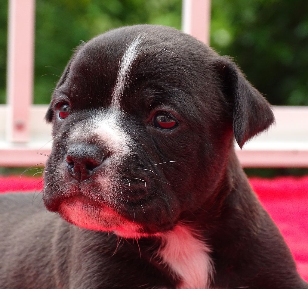 du Mont de l'Aigle - Chiots disponibles - Bulldog continental