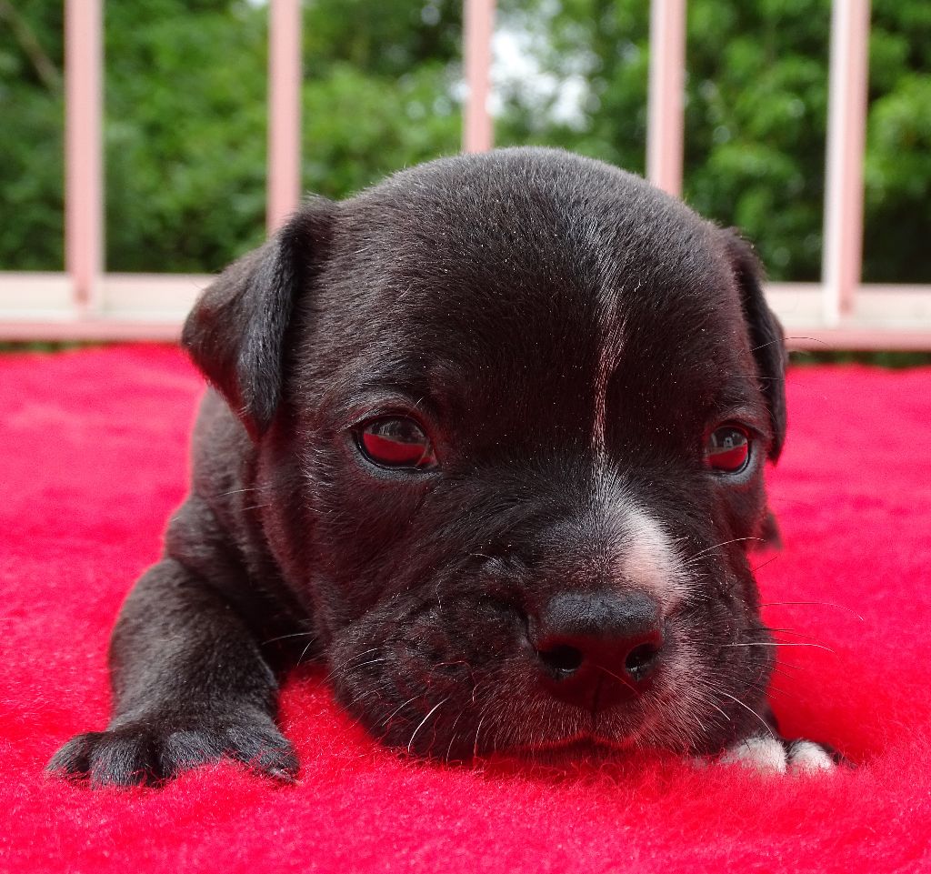du Mont de l'Aigle - Chiots disponibles - Bulldog continental