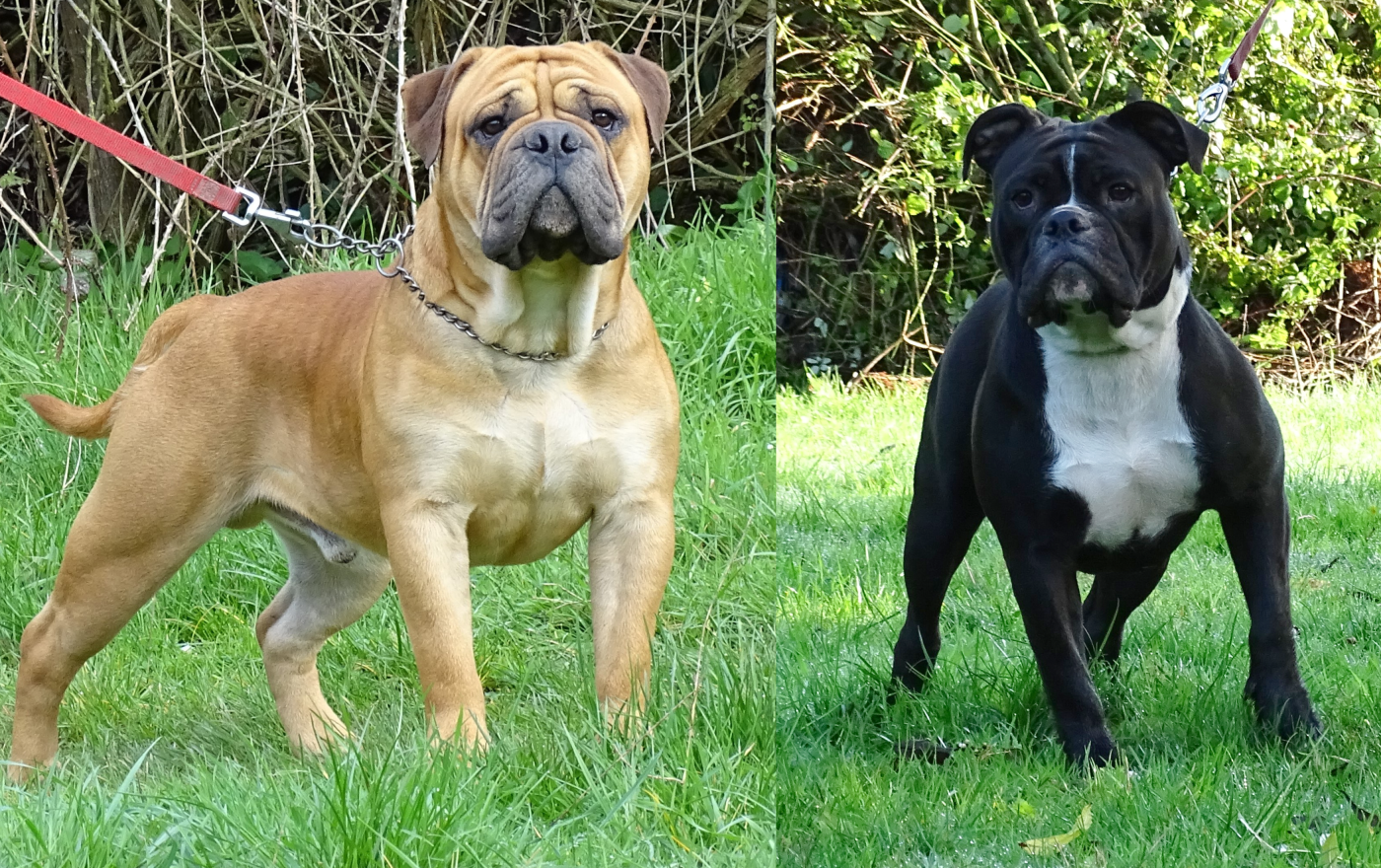 Chiot Bulldog continental du Mont de l'Aigle