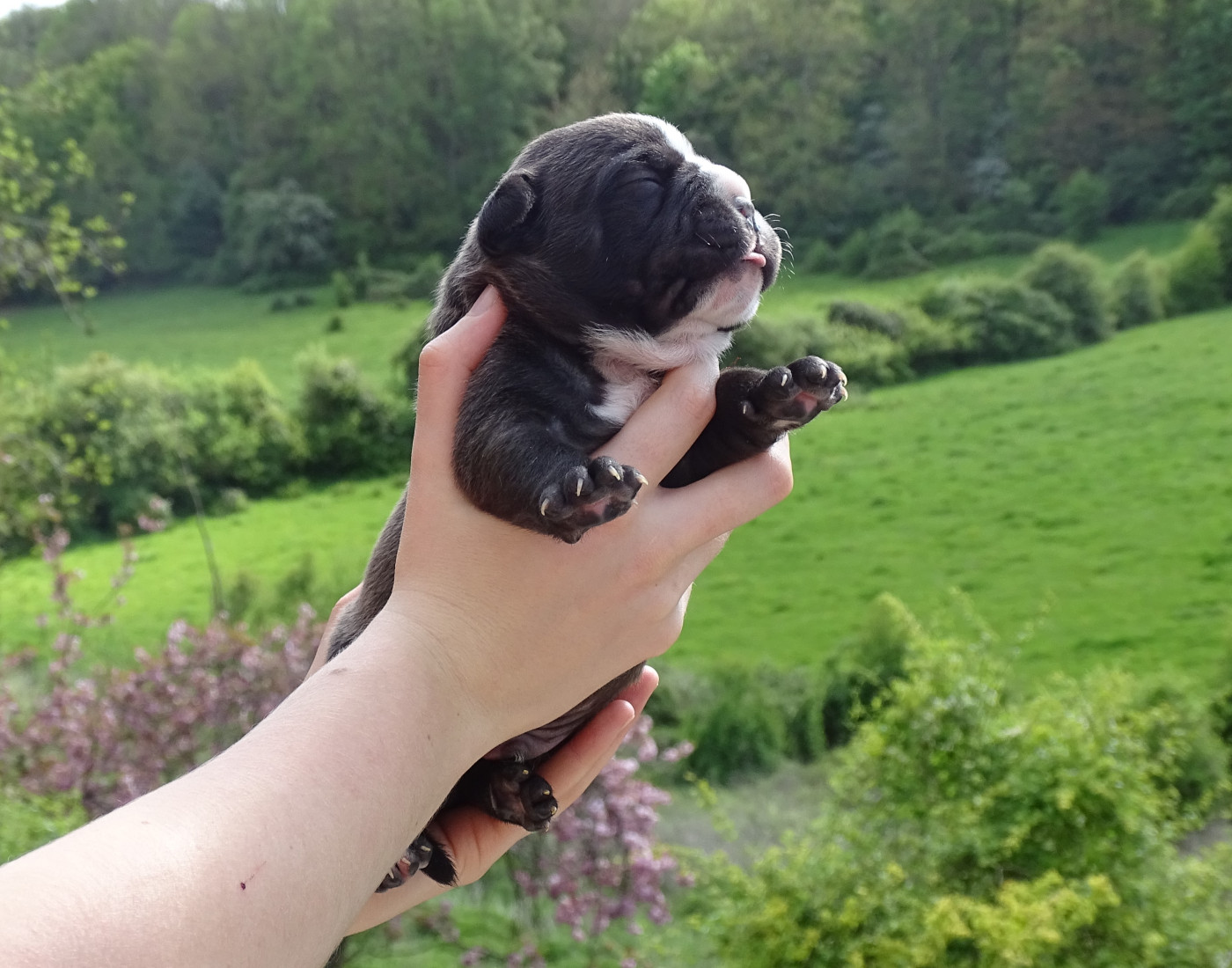 du Mont de l'Aigle - Chiots disponibles - Bulldog continental