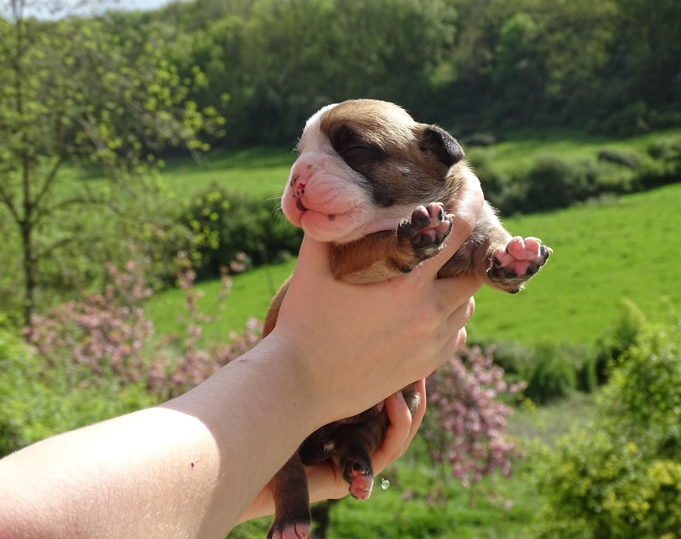 du Mont de l'Aigle - Chiots disponibles - Bulldog continental