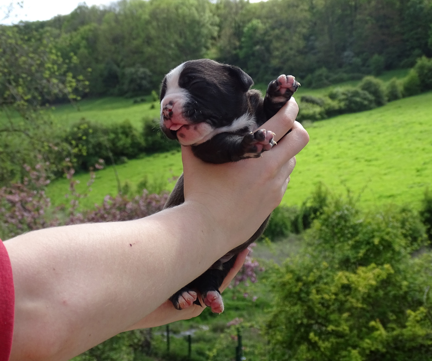 du Mont de l'Aigle - Chiots disponibles - Bulldog continental
