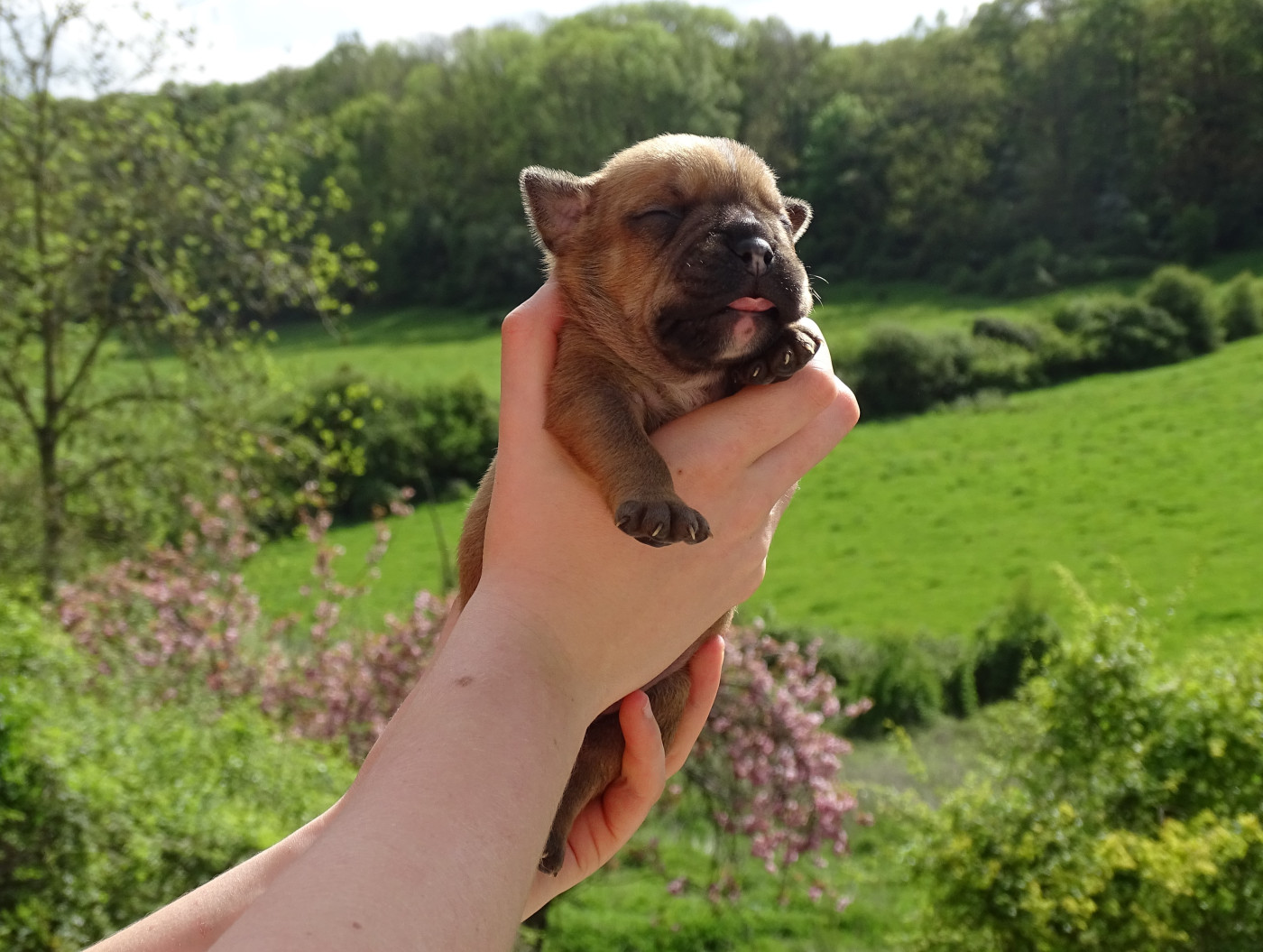 du Mont de l'Aigle - Chiots disponibles - Bulldog continental