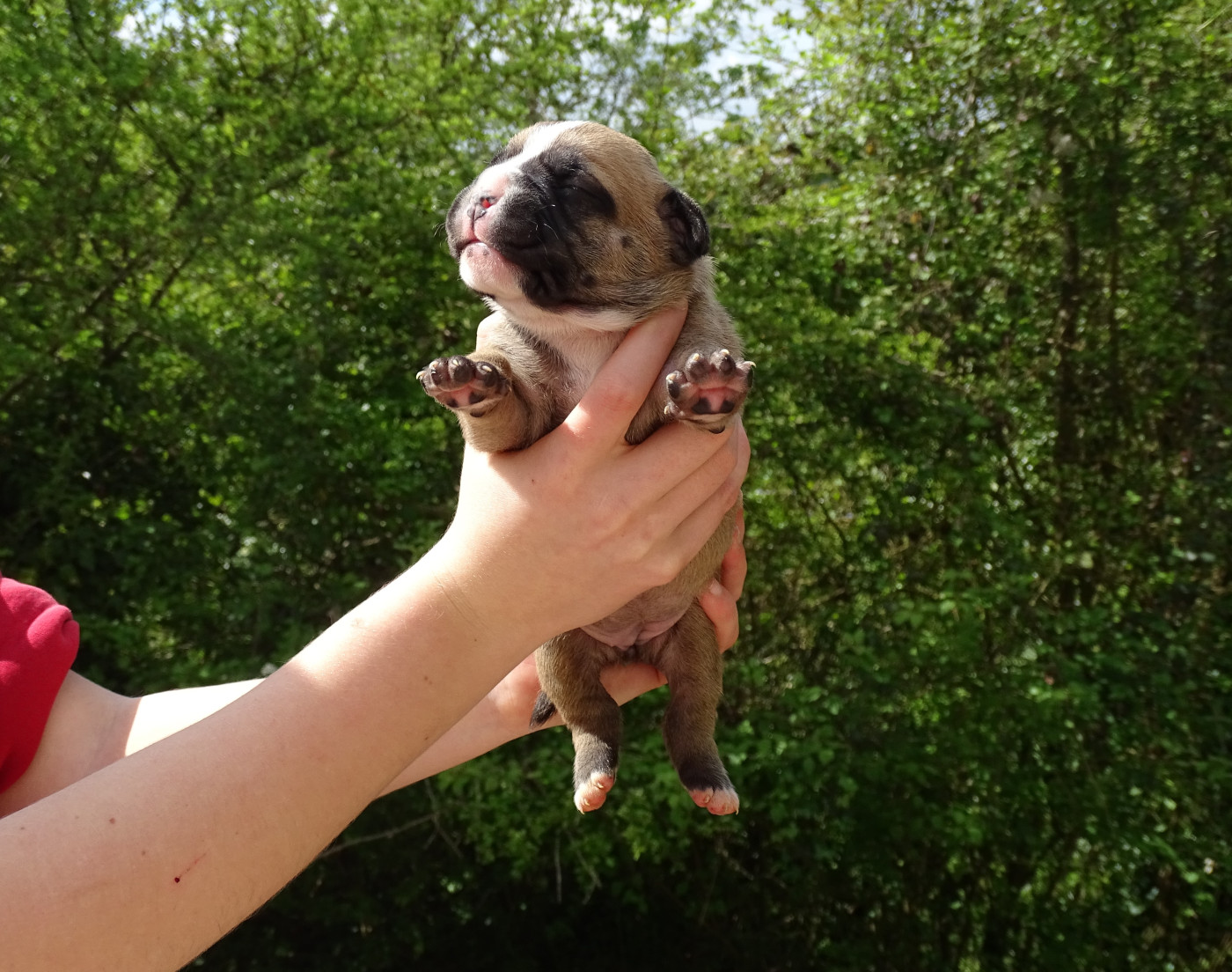 du Mont de l'Aigle - Chiots disponibles - Bulldog continental