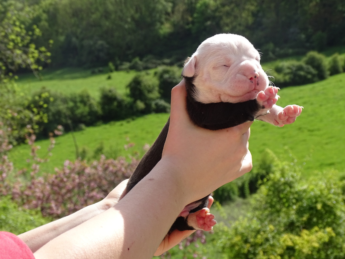 du Mont de l'Aigle - Chiots disponibles - Bulldog continental