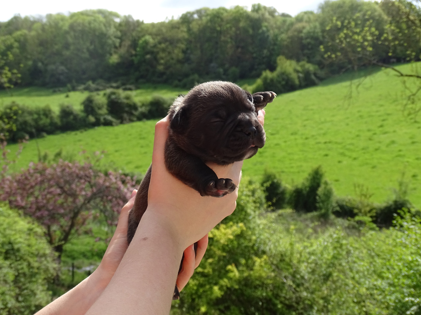 du Mont de l'Aigle - Chiots disponibles - Bulldog continental