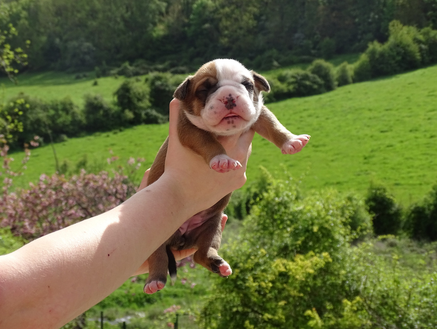 du Mont de l'Aigle - Chiots disponibles - Bulldog continental