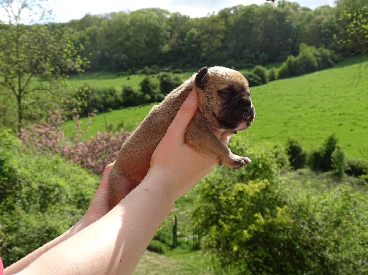 du Mont de l'Aigle - Chiots disponibles - Bulldog continental