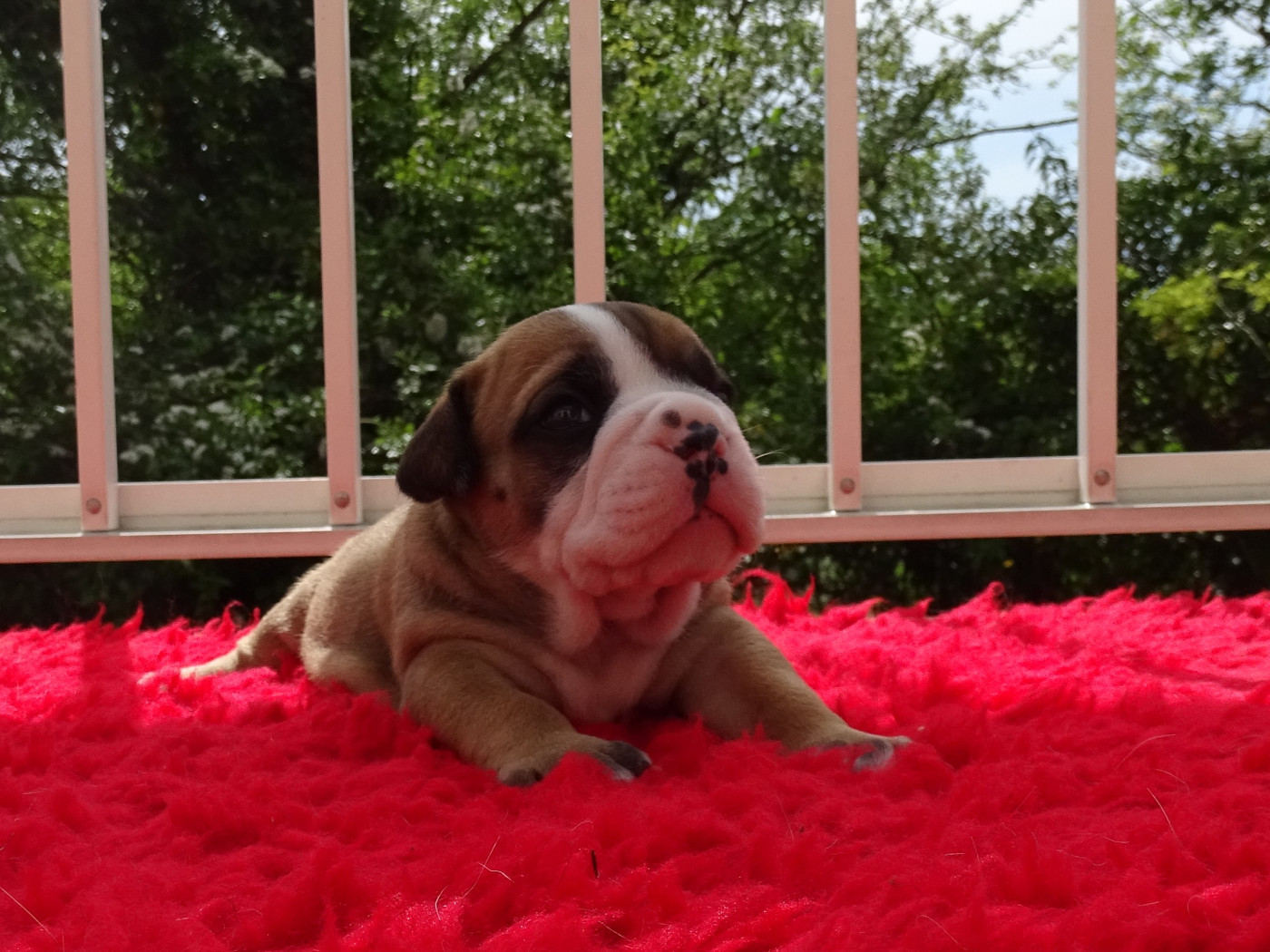 du Mont de l'Aigle - Chiots disponibles - Bulldog continental