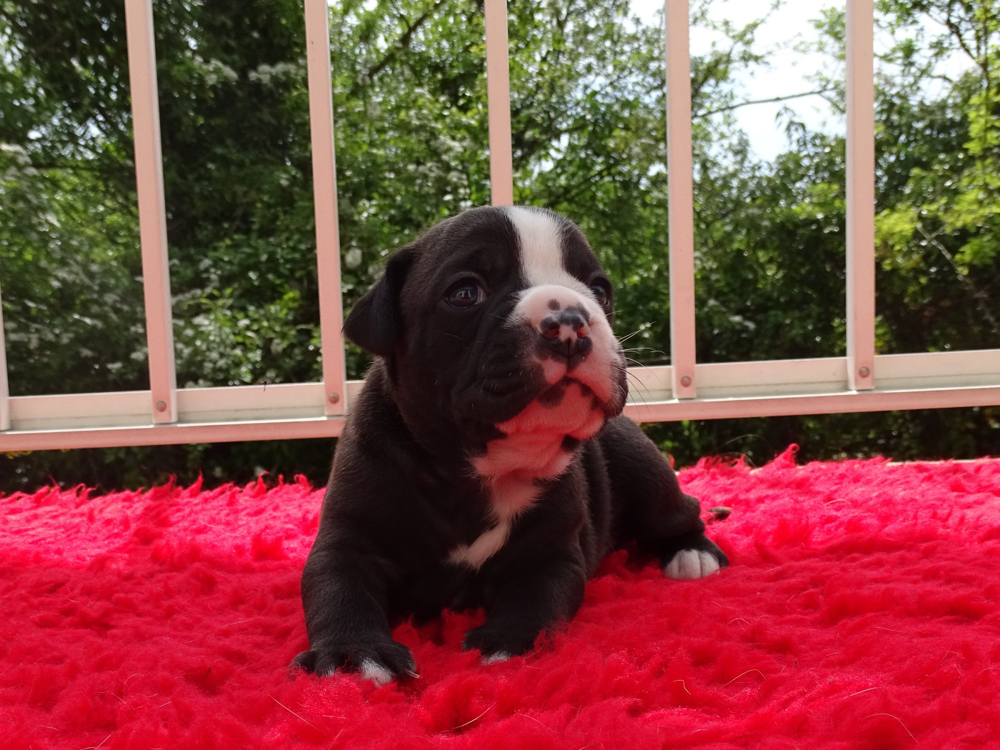 du Mont de l'Aigle - Chiots disponibles - Bulldog continental