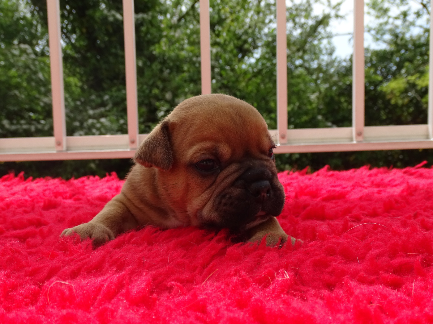 du Mont de l'Aigle - Chiots disponibles - Bulldog continental