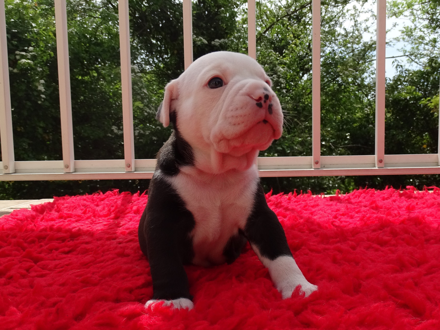 du Mont de l'Aigle - Chiots disponibles - Bulldog continental