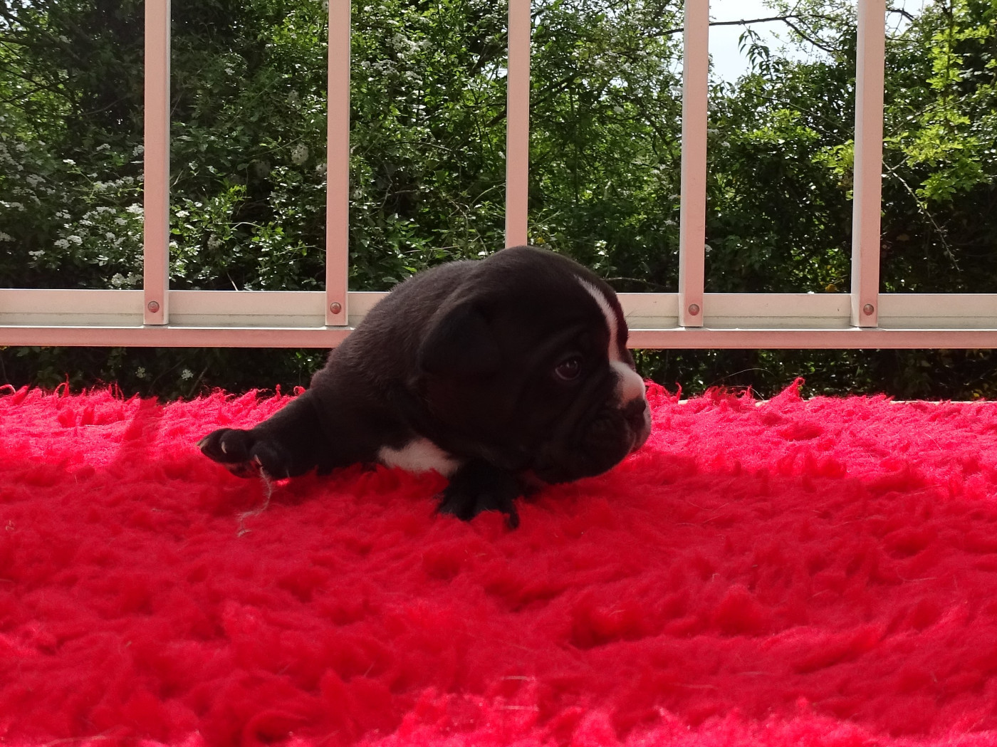 du Mont de l'Aigle - Chiots disponibles - Bulldog continental
