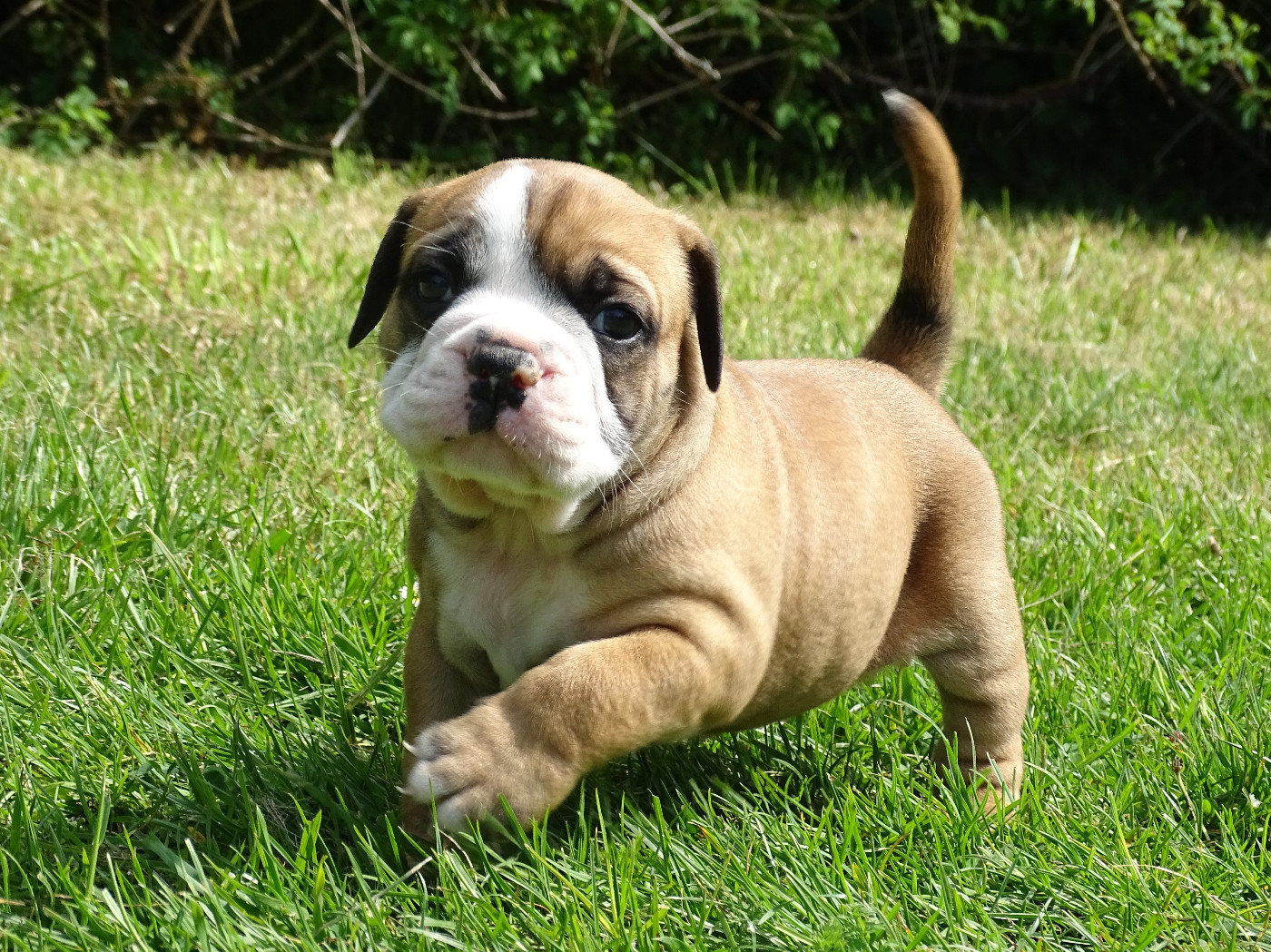 du Mont de l'Aigle - Chiots disponibles - Bulldog continental