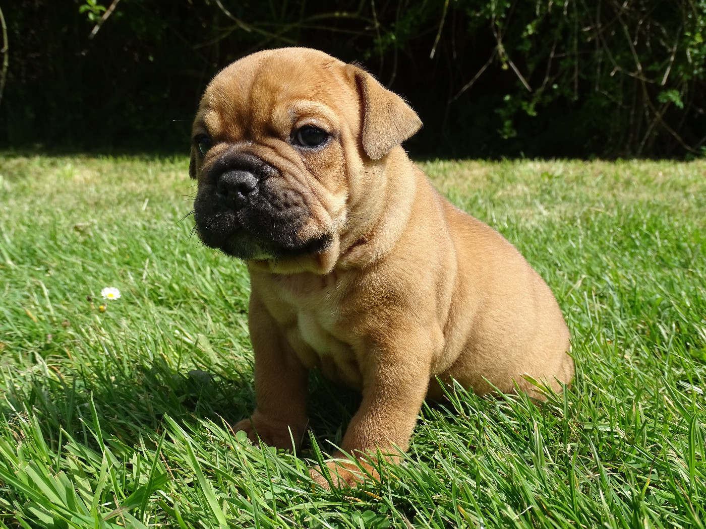 du Mont de l'Aigle - Chiots disponibles - Bulldog continental