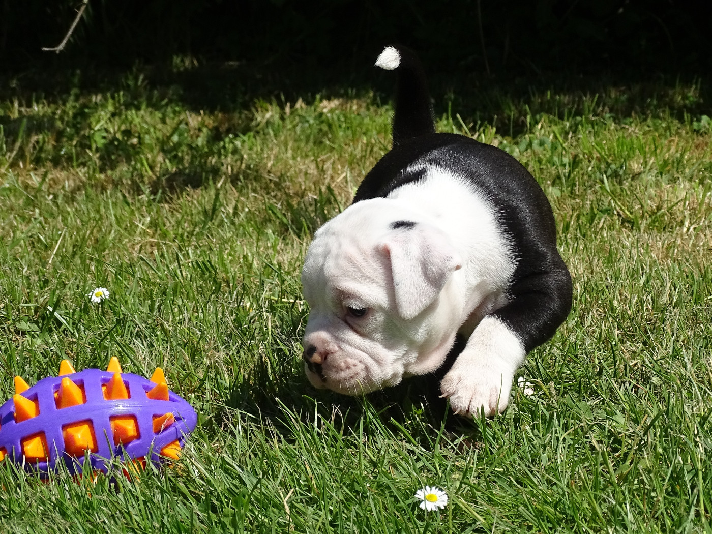 du Mont de l'Aigle - Chiots disponibles - Bulldog continental