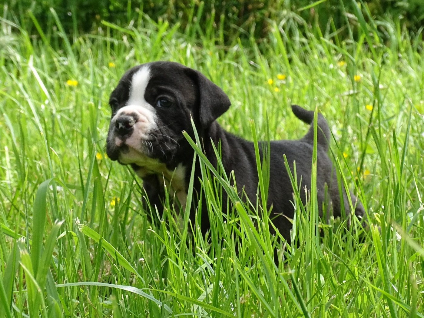 du Mont de l'Aigle - Chiots disponibles - Bulldog continental
