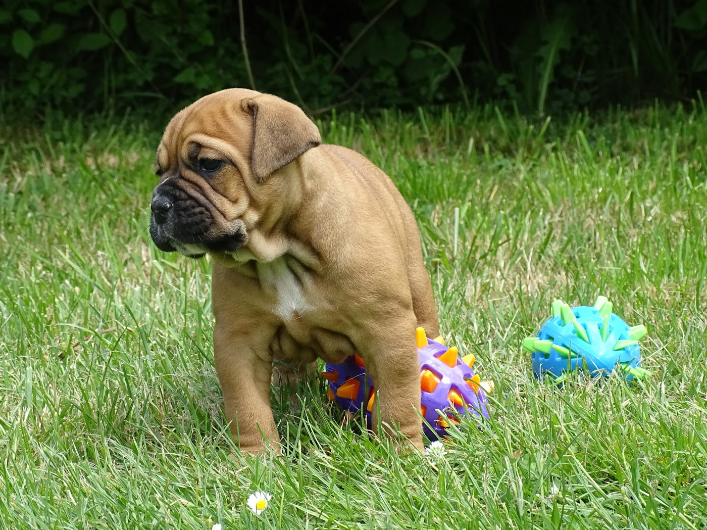 du Mont de l'Aigle - Chiots disponibles - Bulldog continental