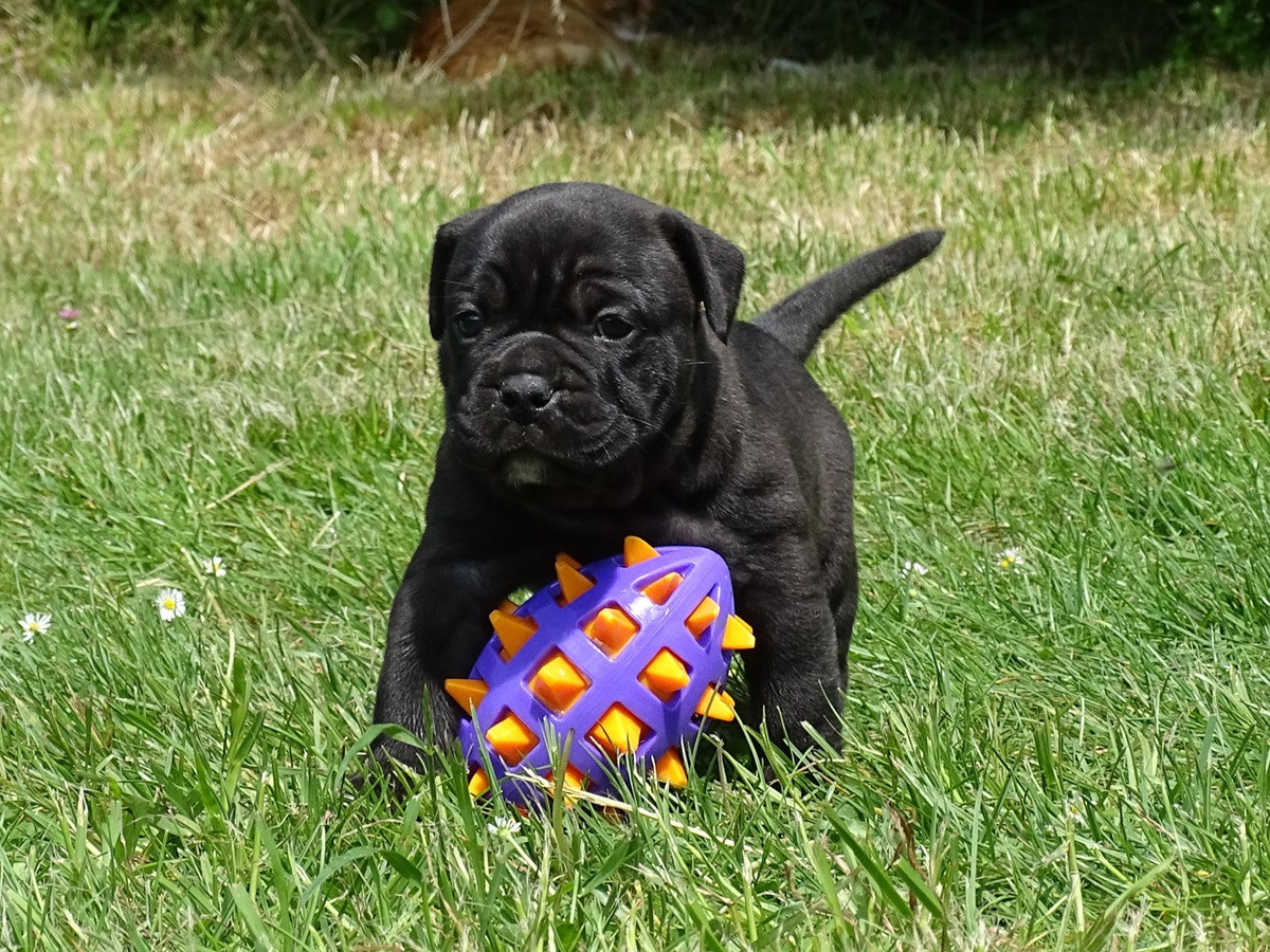 du Mont de l'Aigle - Chiots disponibles - Bulldog continental