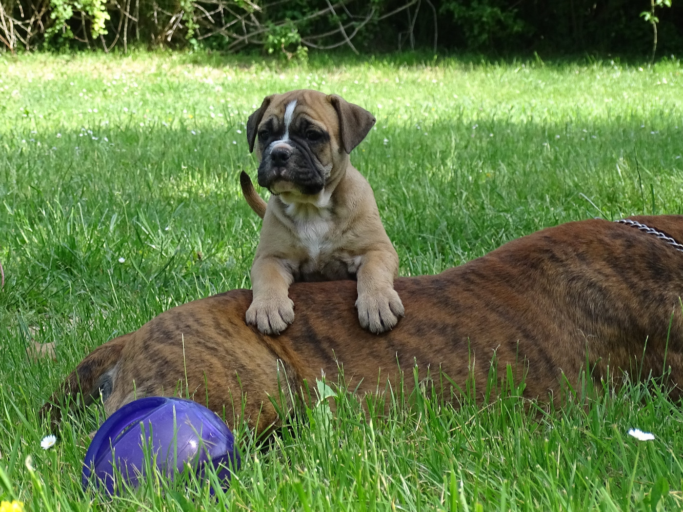 du Mont de l'Aigle - Chiots disponibles - Bulldog continental