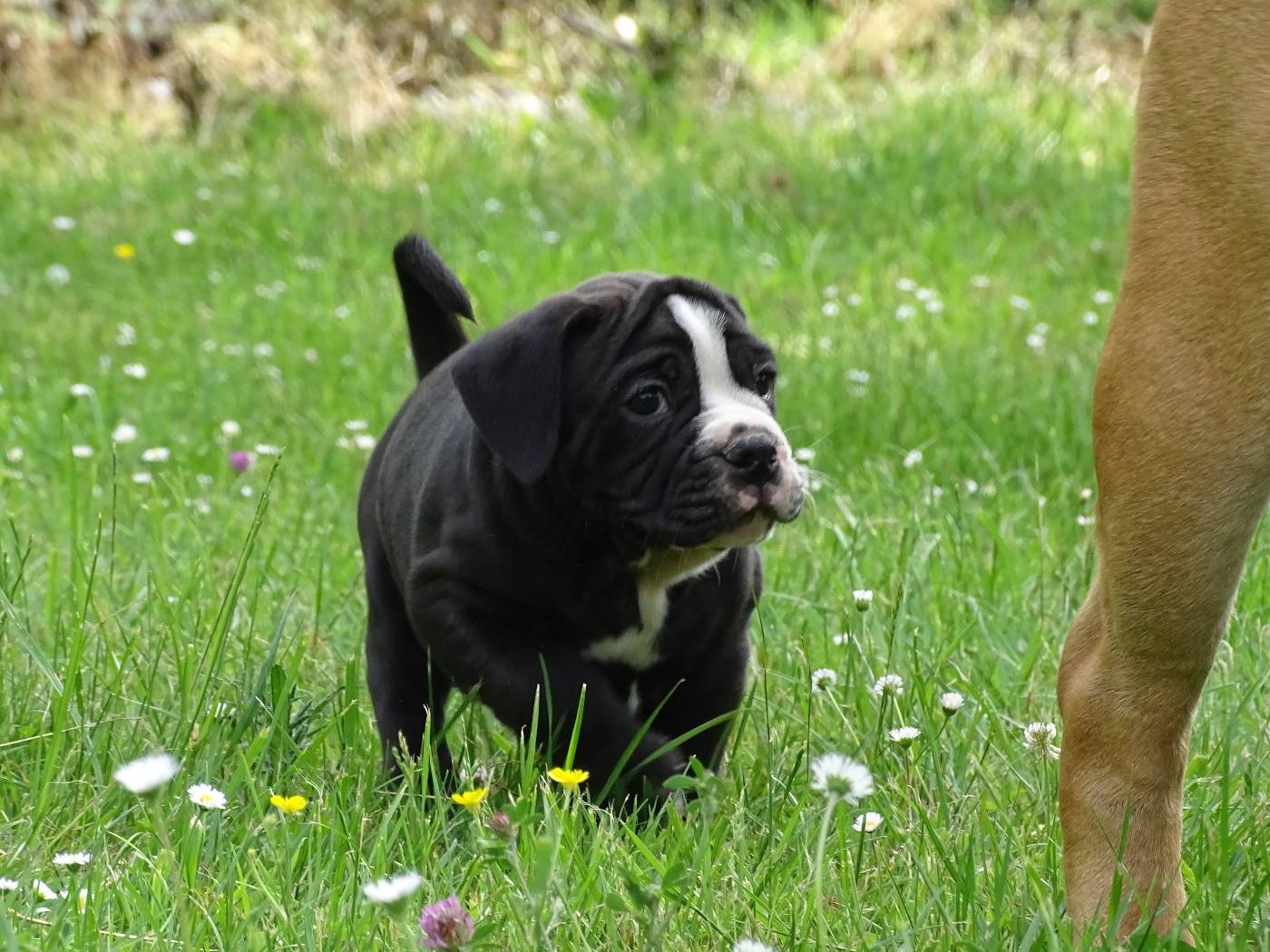 du Mont de l'Aigle - Chiots disponibles - Bulldog continental