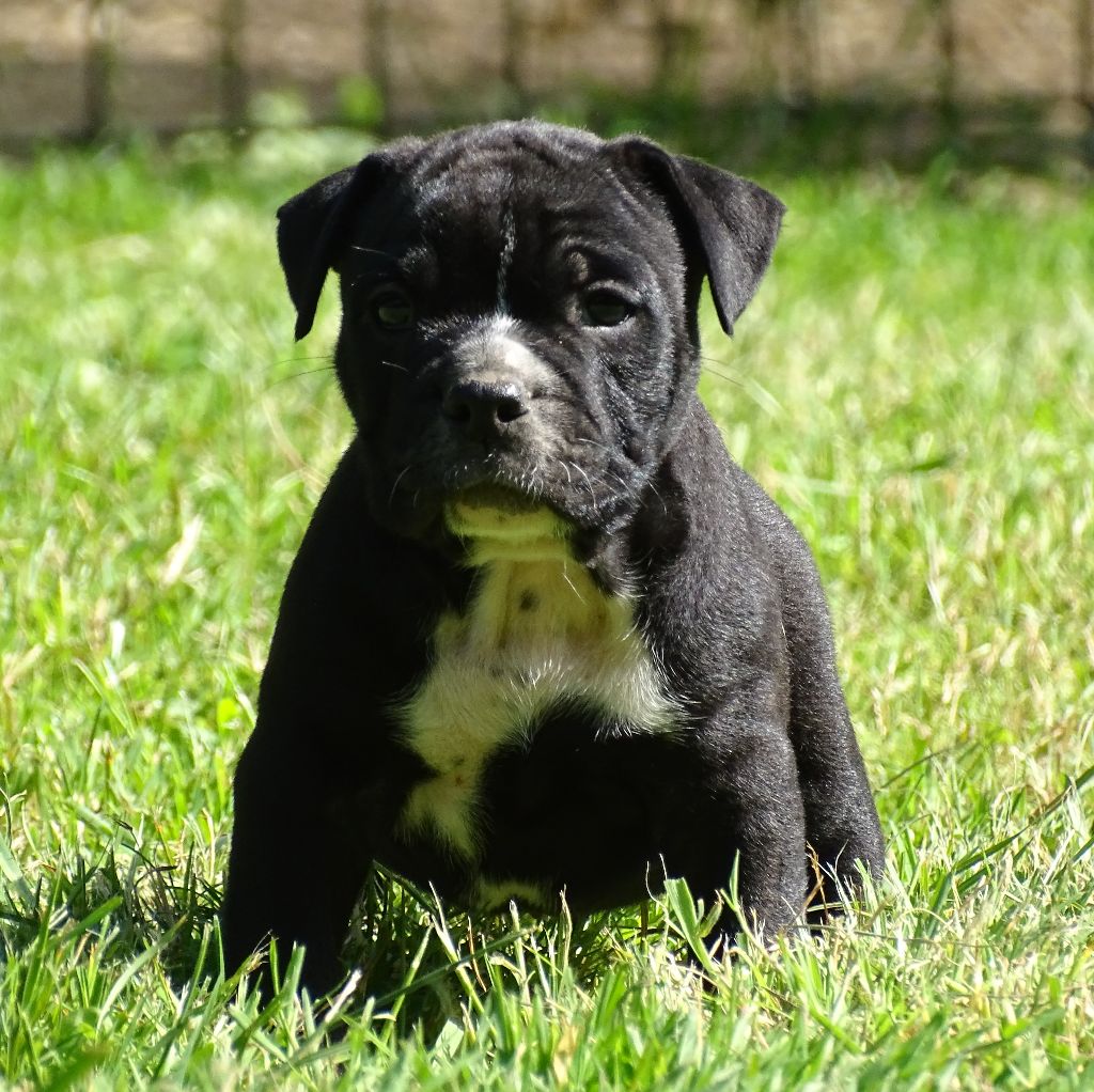 du Mont de l'Aigle - Chiots disponibles - Bulldog continental