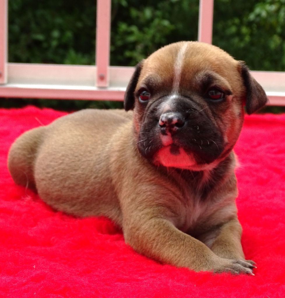 du Mont de l'Aigle - Chiots disponibles - Bulldog continental