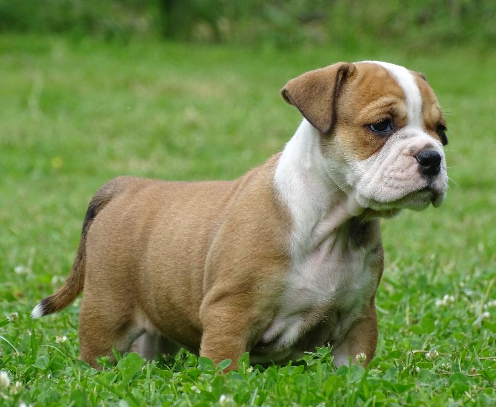 du Mont de l'Aigle - Chiots disponibles - Bulldog continental
