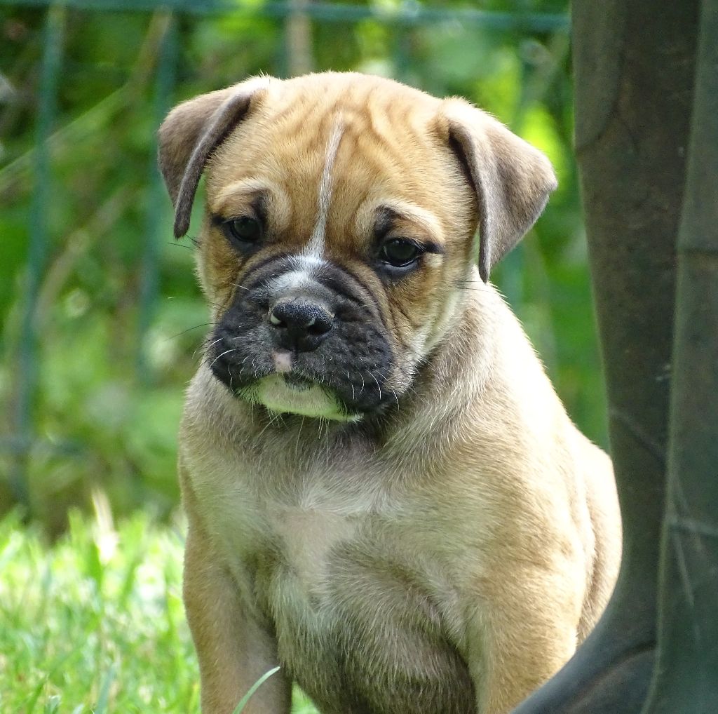 du Mont de l'Aigle - Chiots disponibles - Bulldog continental