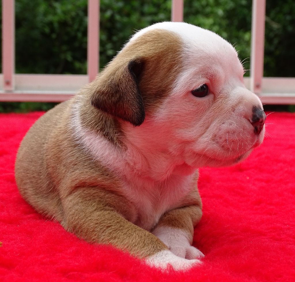 du Mont de l'Aigle - Chiots disponibles - Bulldog continental