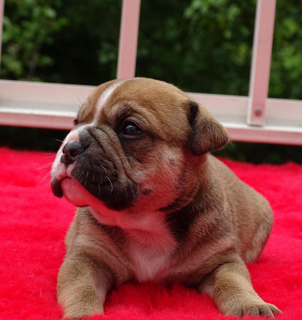 du Mont de l'Aigle - Chiots disponibles - Bulldog continental