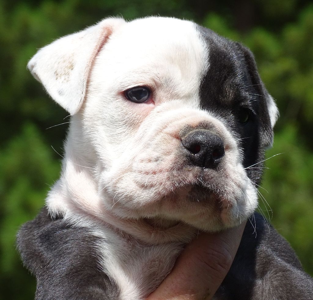 du Mont de l'Aigle - Chiots disponibles - Bulldog continental