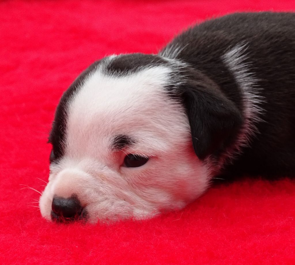 du Mont de l'Aigle - Chiots disponibles - Bulldog continental
