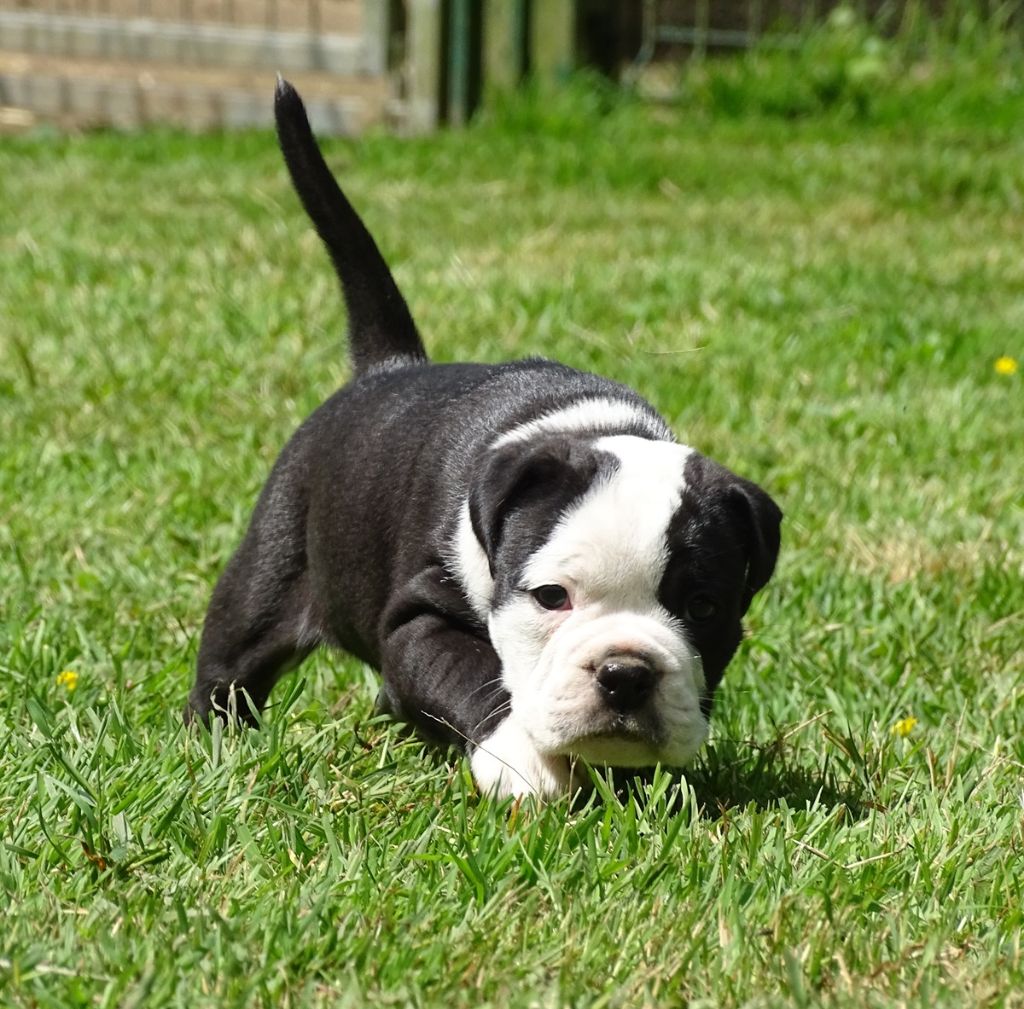 du Mont de l'Aigle - Chiots disponibles - Bulldog continental