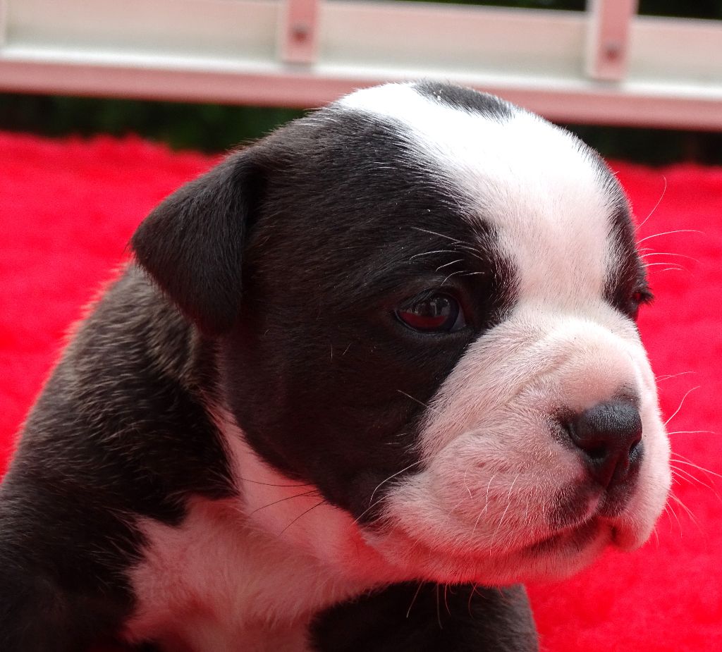 du Mont de l'Aigle - Chiots disponibles - Bulldog continental