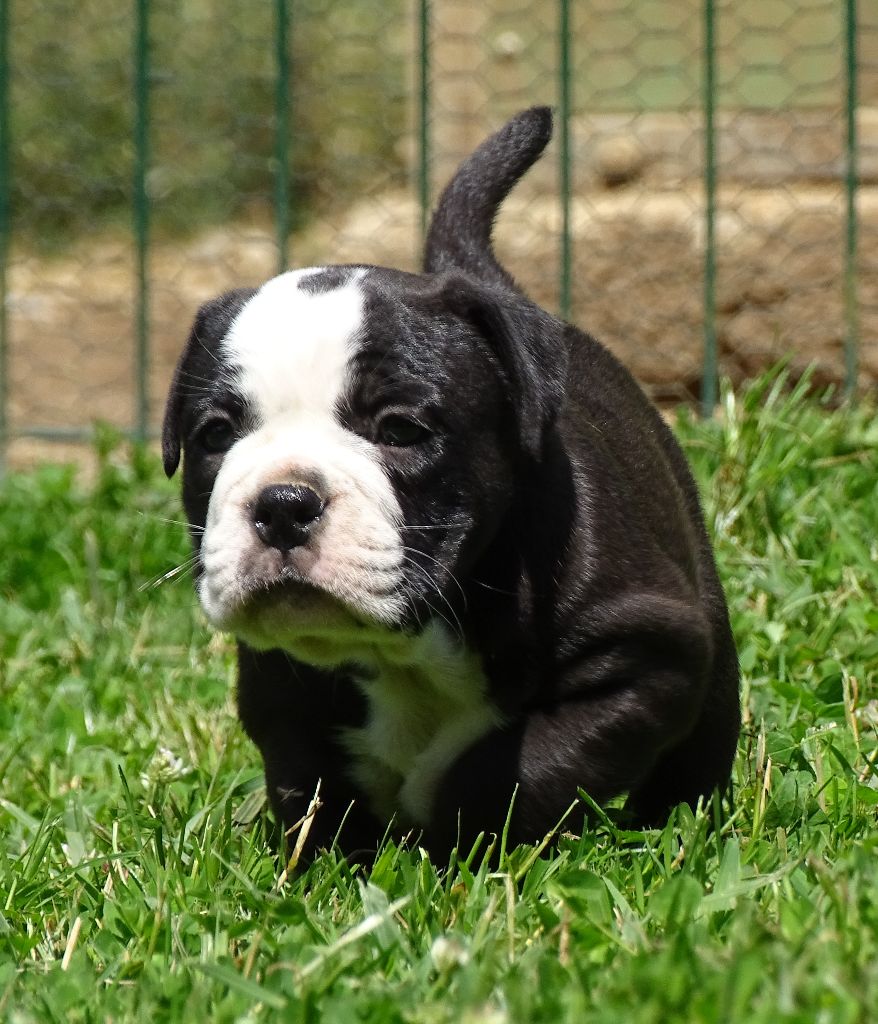 du Mont de l'Aigle - Chiots disponibles - Bulldog continental
