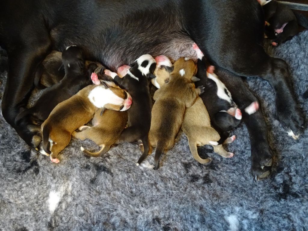 Chiot Bulldog continental du Mont de l'Aigle