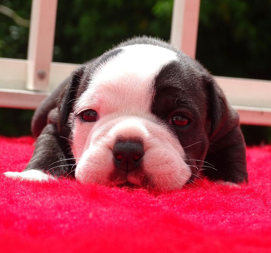 du Mont de l'Aigle - Chiots disponibles - Bulldog continental