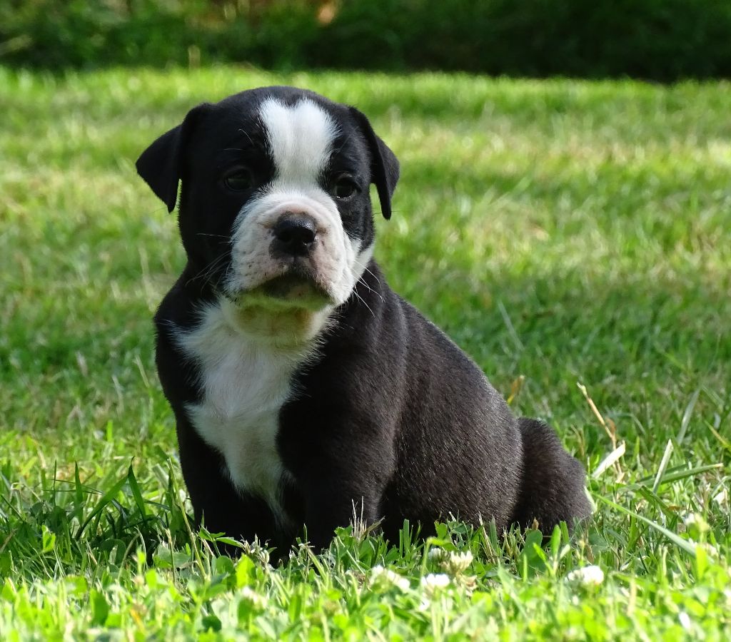 du Mont de l'Aigle - Chiots disponibles - Bulldog continental