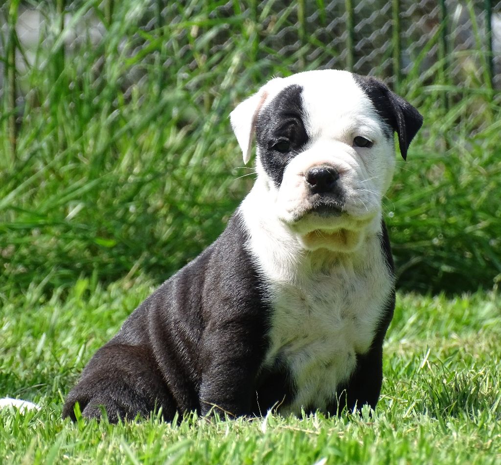 du Mont de l'Aigle - Chiots disponibles - Bulldog continental