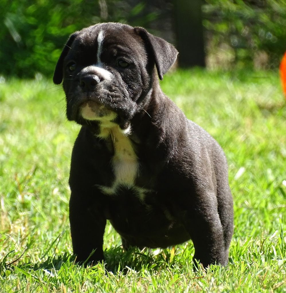 du Mont de l'Aigle - Chiots disponibles - Bulldog continental